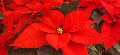 Kerststerren
